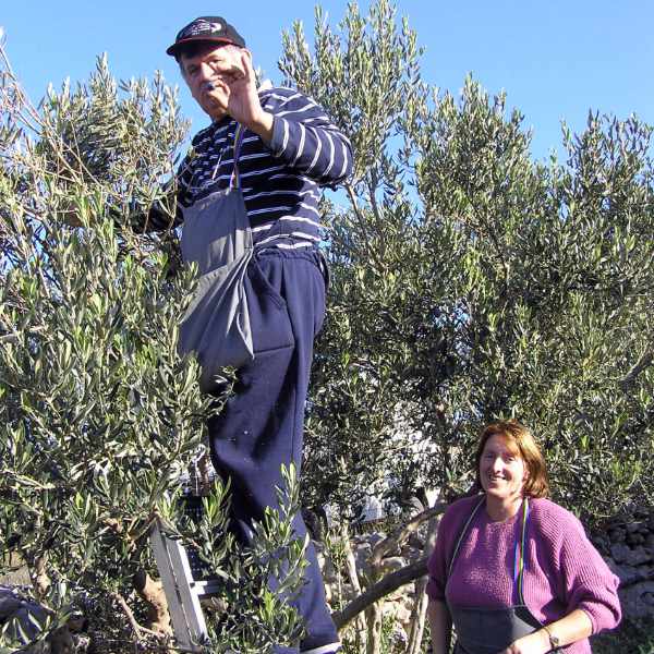 Olive growing
