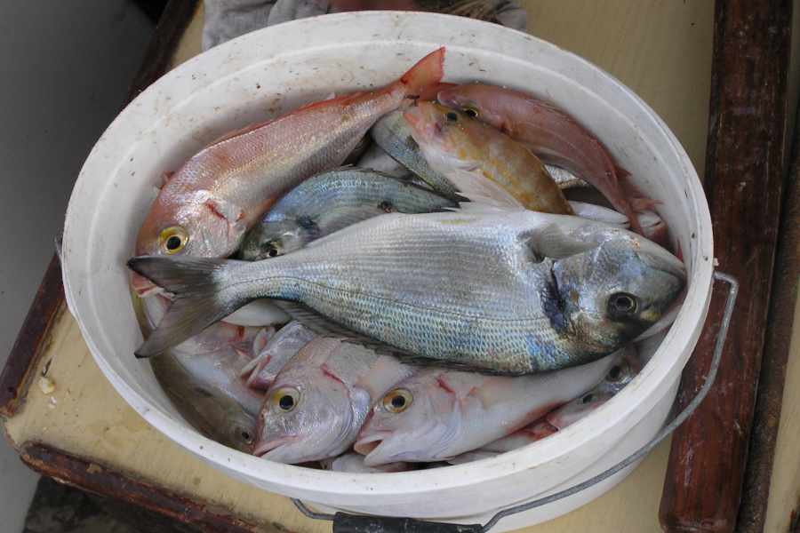 Fresh catch from the Adriatic